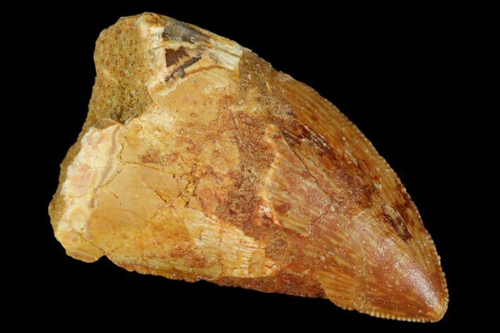 Bargain, Carcharodontosaurus Tooth - Real Dinosaur Tooth #176729